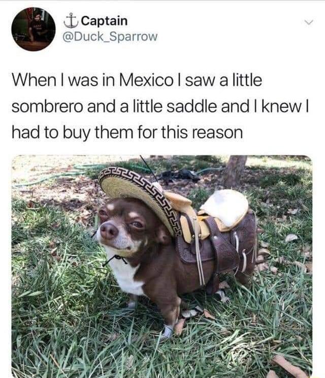 1 captain Duck_Sparrow When was in Mexico saw a little sombrero and a little saddle and knew had to buy them for this reason