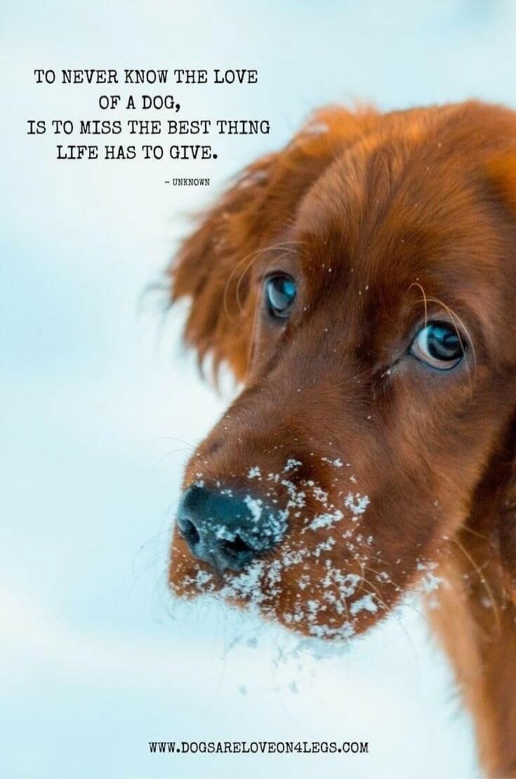 TO NEVER KNOW THE LOVE OF A DOG, IS TO MISS THE BEST THING LIFE HAS TO GIVE. 
- UNKNOWN

www.dogsareloveon4legs.com