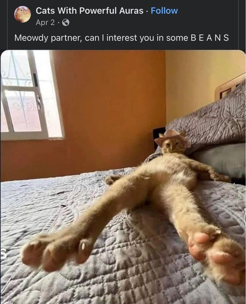 Cats With Powerful Auras Follow Apr2 Q Meowdy partner can interest you in some BE AN S