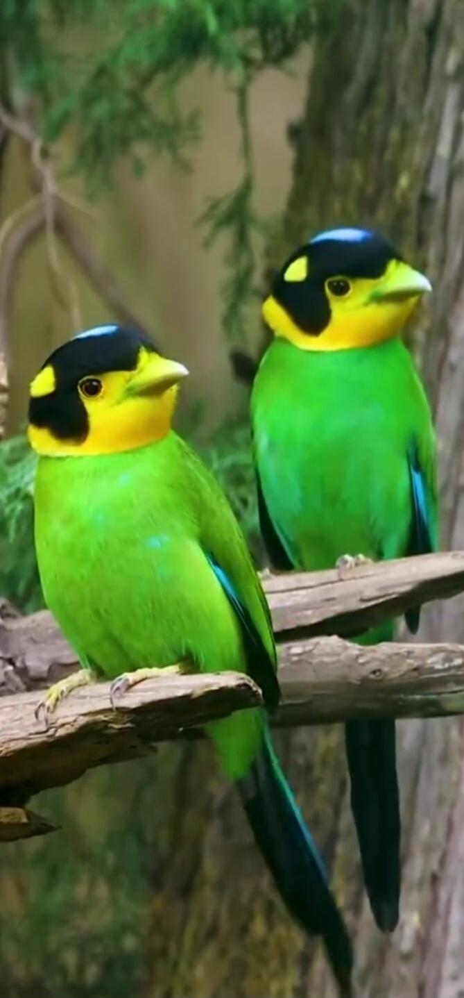 Two green and yellow lorikeets perched on a branch.