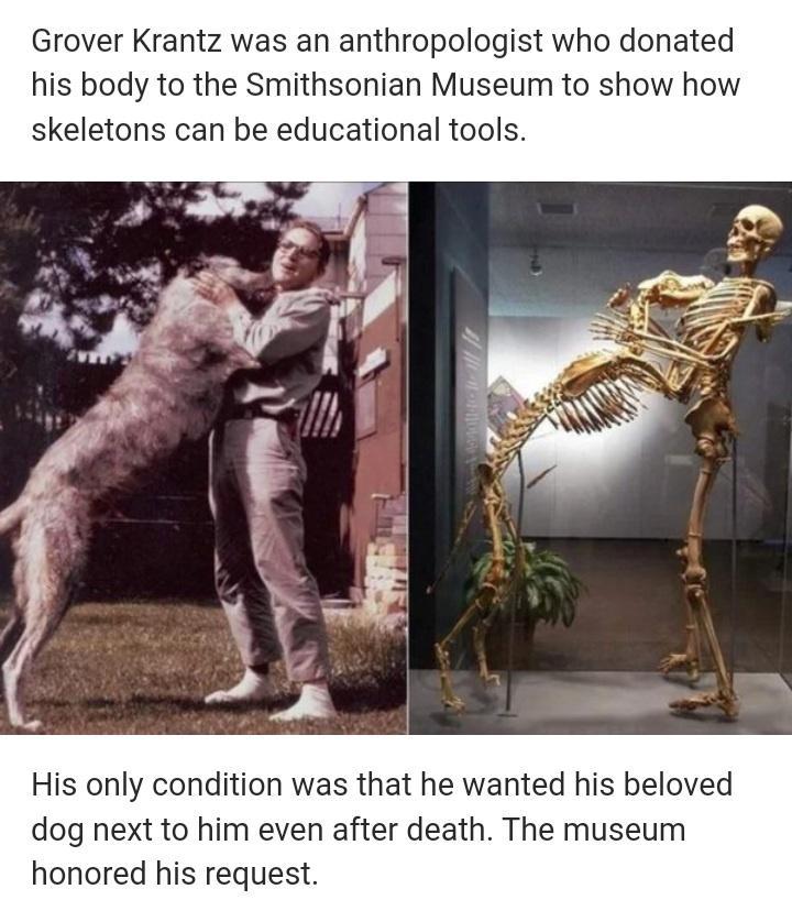 Grover Krantz was an anthropologist who donated his body to the Smithsonian Museum to show how skeletons can be educational tools His only condition was that he wanted his beloved dog next to him even after death The museum honored his request
