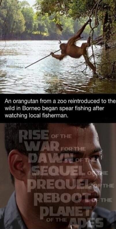 An orangutan from a zoo reintroduced to the wild in Borneo began spear fishing after watching local fisherman