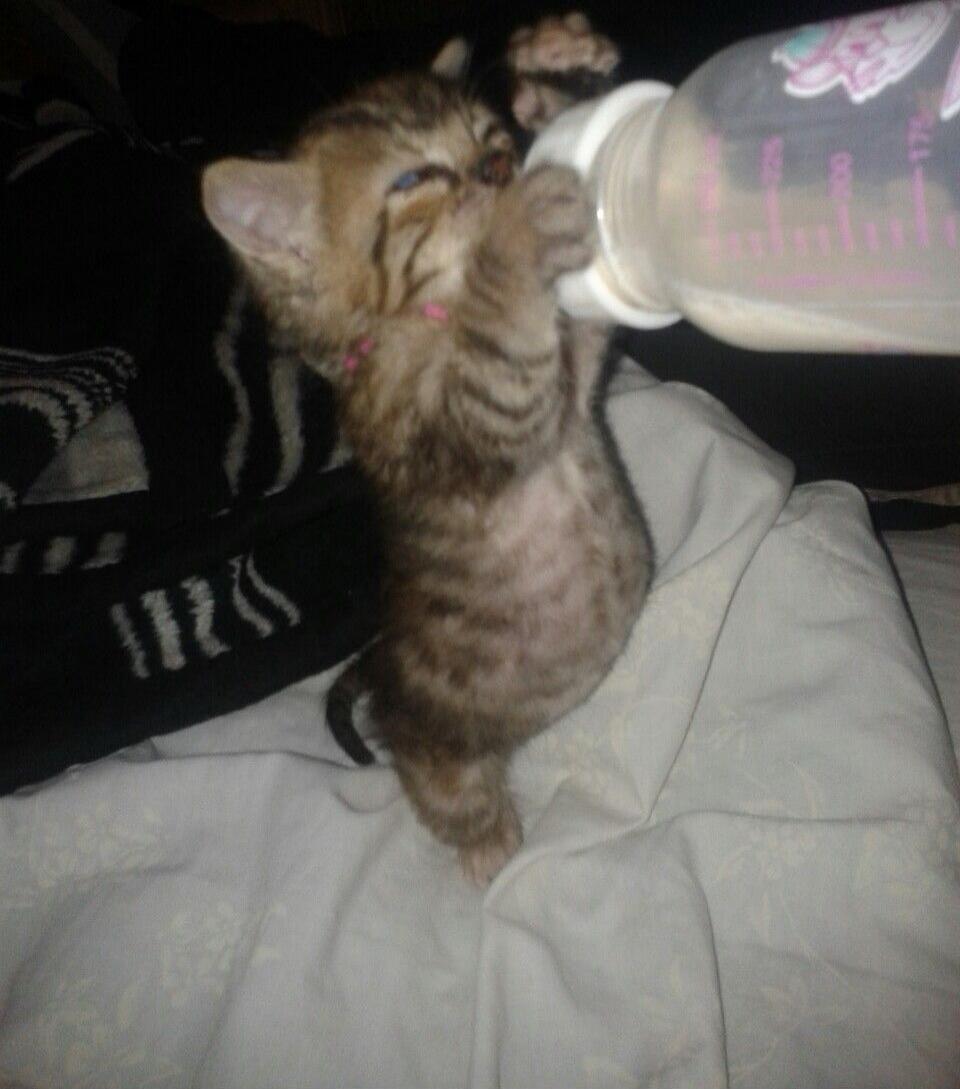 A kitten drinking from a baby bottle.