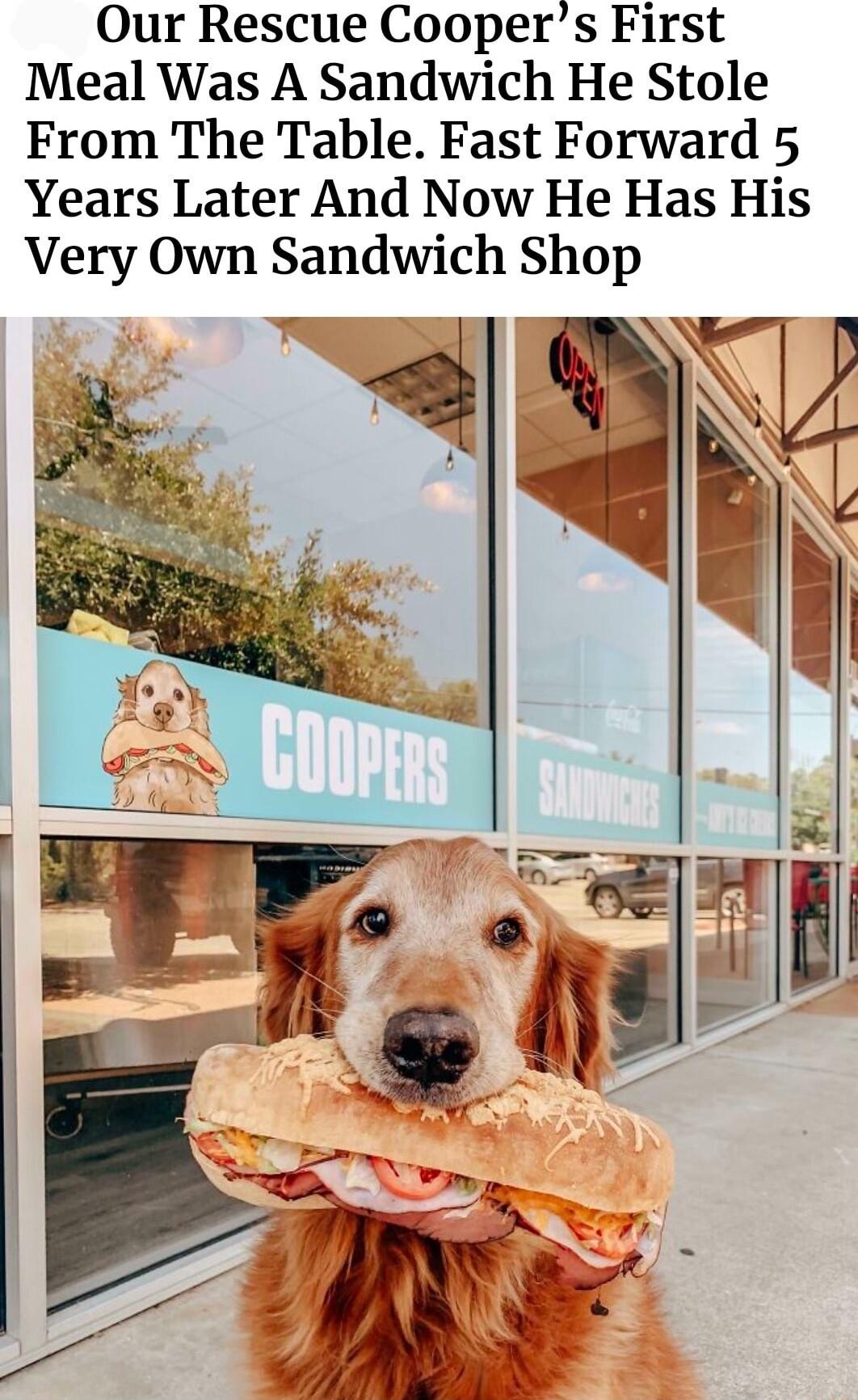 Our Rescue Coopers First Meal Was A Sandwich He Stole From The Table Fast Forward 5 Years Later And Now He Has His Very Own Sandwich Shop