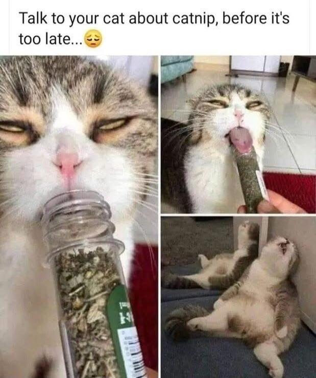 Talk to your cat about catnip, before it's too late... 😔