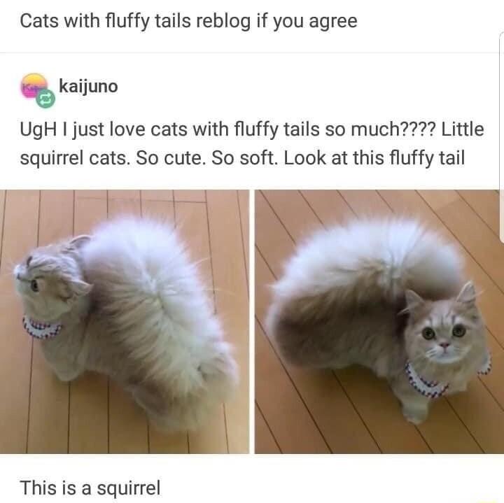 Cats with fluffy tails reblog if you agree kaijuno UgH I just love cats with fluffy tails so much Little squirrel cats So cute So soft Look at this fluffy tail This is a squirrel