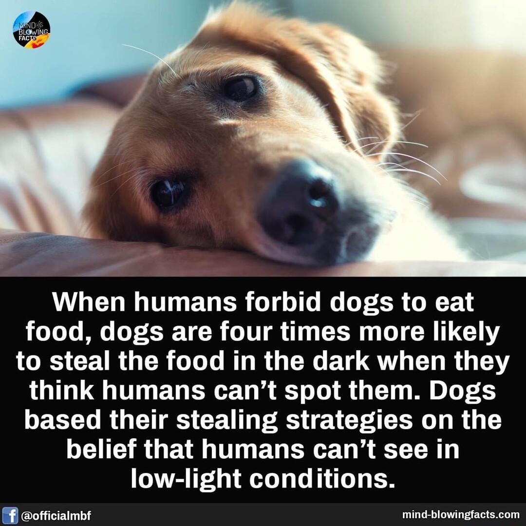 VLEL T EUER I G G EER GRS food dogs are four times more likely LGRS CEIRGER LG T RGN ELCQUL EU R G Y UL IO EG ERET K T G 1 M 6 LECET R GEITES CEUL S E T CI G R T LCIEIRGET T EG R low light conditions B wofficiaimbt rTe