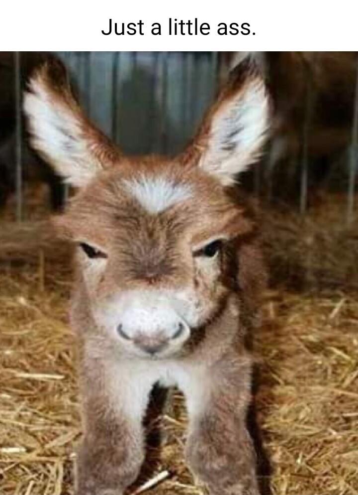 Just a little ass 1 3T 7