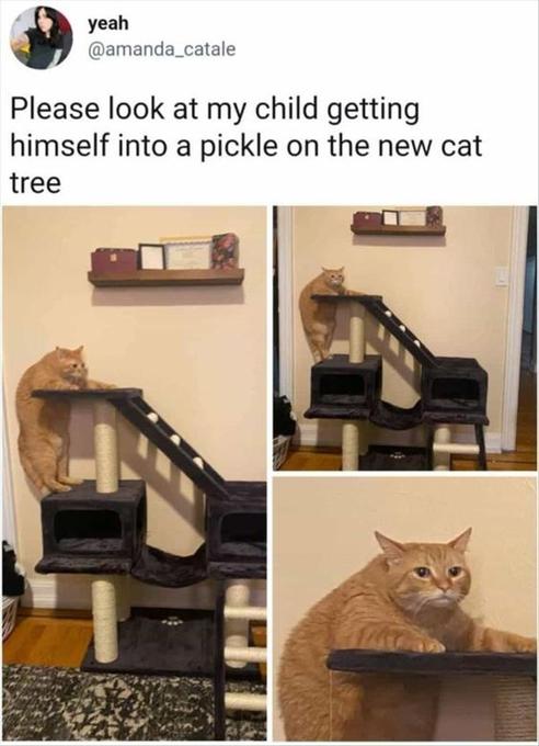 yeah amanda_catale Please look at my child getting himself into a pickle on the new cat tree et