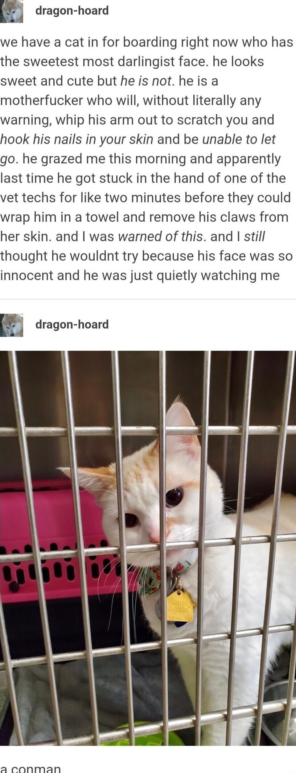 m dragon hoard we have a cat in for boarding right now who has the sweetest most darlingist face he looks sweet and cute but he is not he is a motherfucker who will without literally any warning whip his arm out to scratch you and hook his nails in your skin and be unable to let go he grazed me this morning and apparently last time he got stuck in the hand of one of the vet techs for like two minu