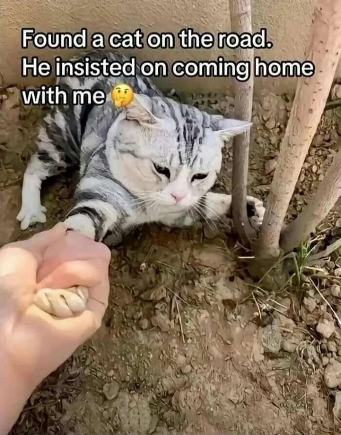 Found a cat on the road. He insisted on coming home with me