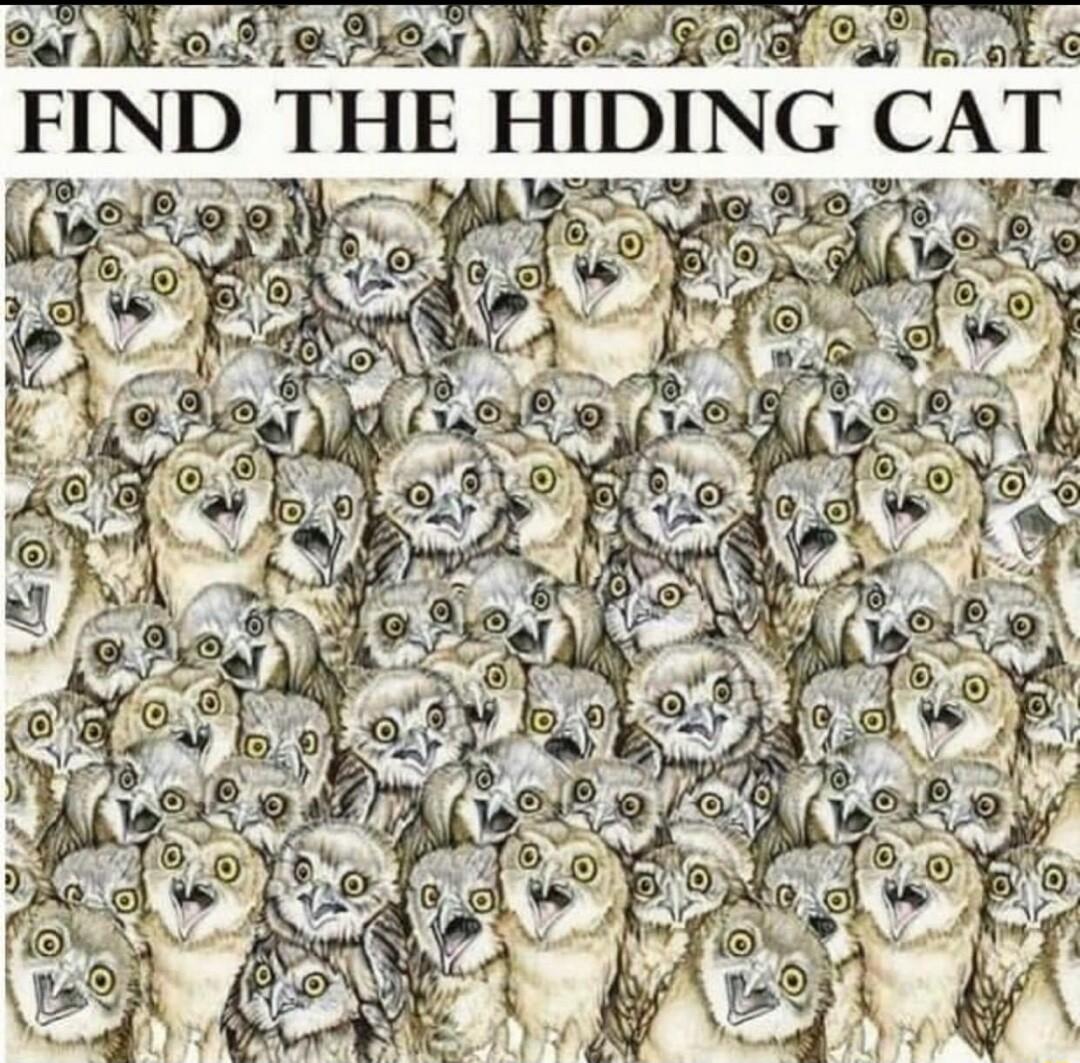 earill o e oai i Sl IR O T ok FIND THE HIDING CAT