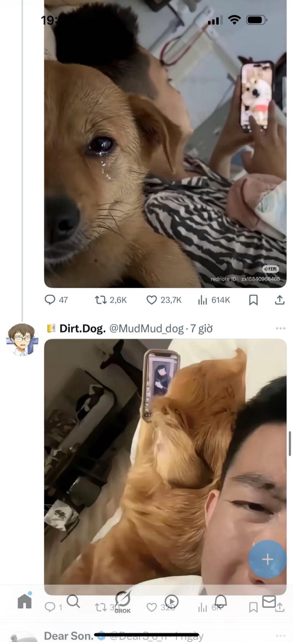 A close-up photo of a dog with a tear in its eye, lying next to a person who is holding a phone showing the dog on the screen. A second post in the feed shows a person taking a selfie video with another dog on screen.