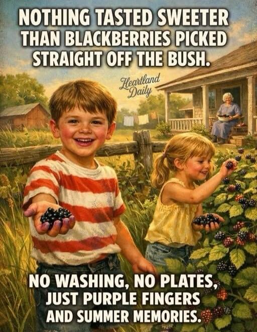 NOTHING TASTED SWEETER THAN BLACKBERRIES PICKED STRAIGHT OFF THE BUSH. NO WASHING, NO PLATES, JUST PURPLE FINGERS AND SUMMER MEMORIES.