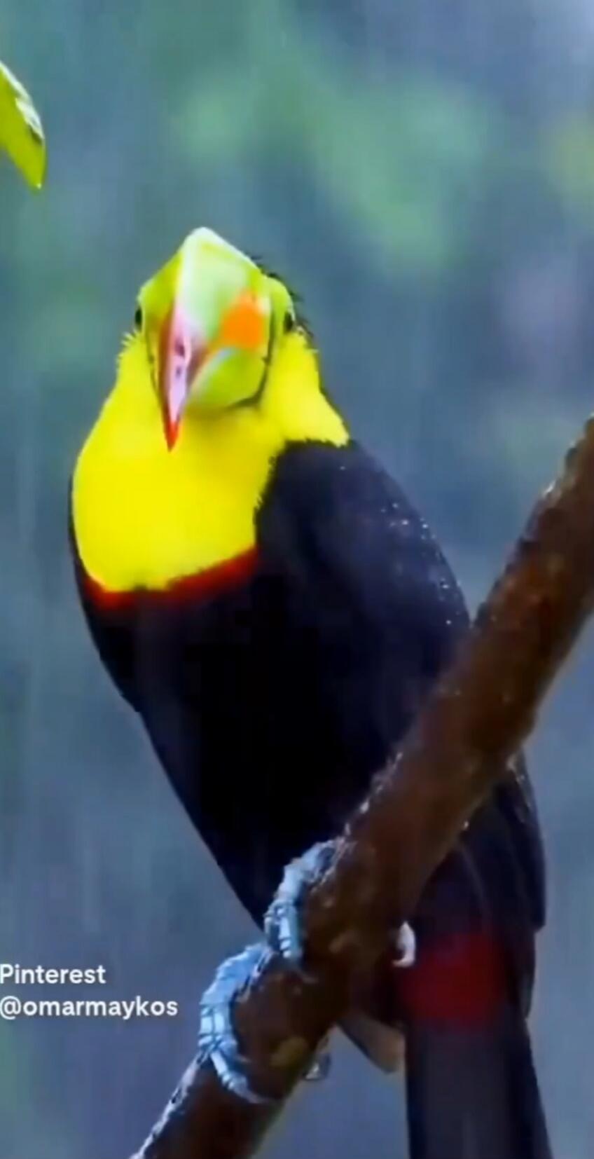 Pinterest @omarmaykos