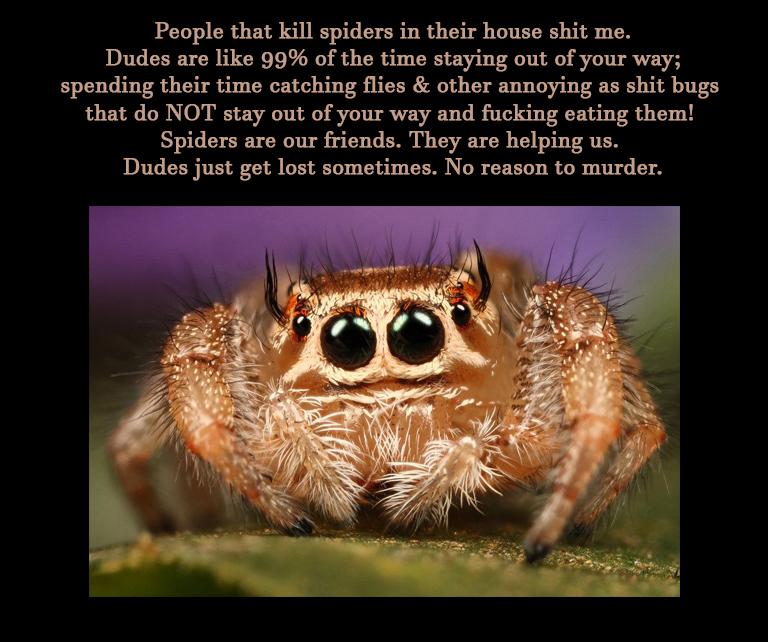 People that kill spiders in their house shit me Dudes are like 99 of the time staying out of your way spending their time catching flies other annoying as shit bugs that do NOT stay out of your way and fucking eating them Spiders are our friends They are helping us Dudes just get lost sometimes No reason to murder