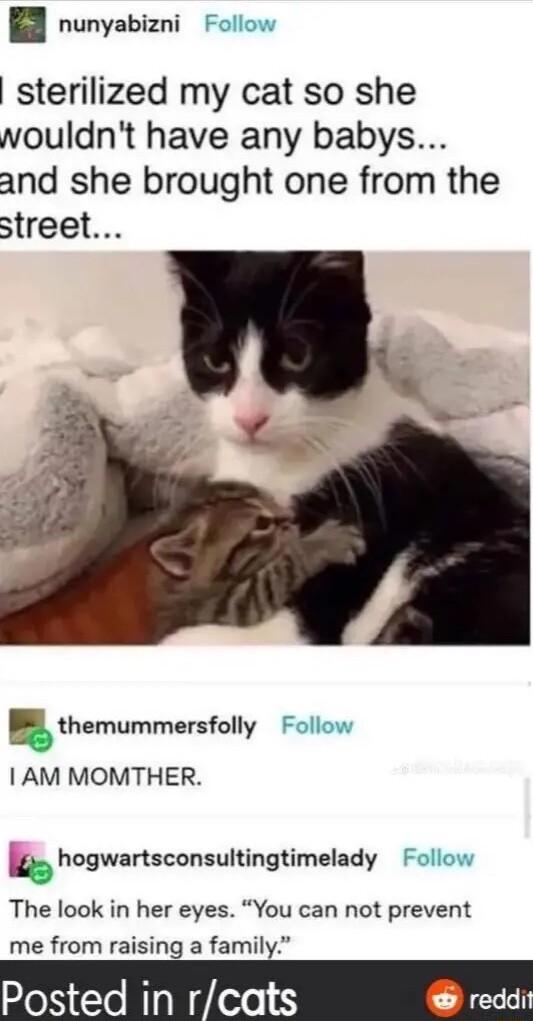 nunyabizni Follow sterilized my cat so she vouldnt have any babys and she brought one from the street gthemummersfolly Follow 1AM MOMTHER 72 hogwartsconsultingtimelady Follow The look in her eyes You can not prevent me from raising a family Posted