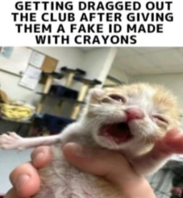 GETTING DRAGGED OUT THE CLUB AFTER GIVING THEM A FAKE ID MADE WITH CRAYONS s