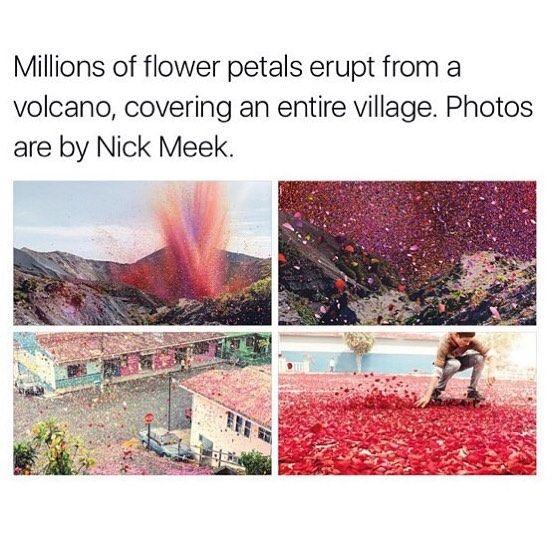 Millions of flower petals erupt from a volcano covering an entire village Photos are by Nick Meek