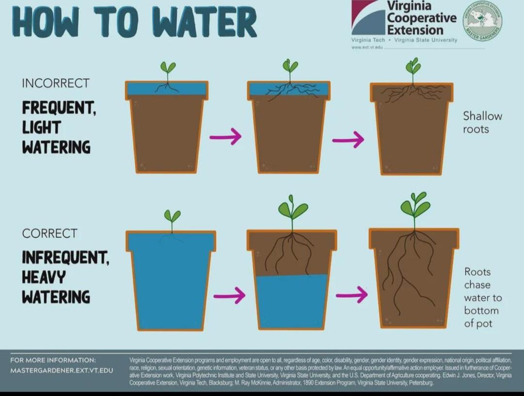 ot g HOW TO HATER s za INCORRECT WATERING g 3 rour CORRECT INFREQUENT HEAVY WATERING Y