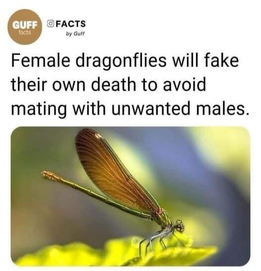 GUFF FACTS by Guff Female dragonflies will fake their own death to avoid mating with unwanted males.