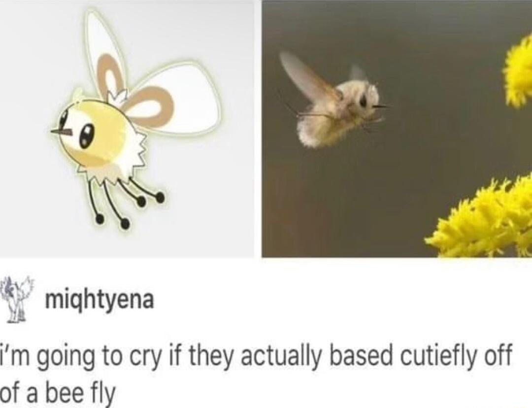 W mightyena m going to cry if they actually based cutiefly off of a bee fly