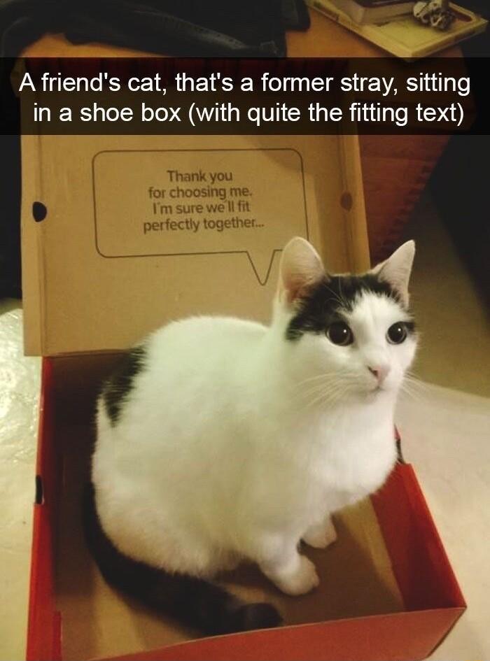 A friends cat thats a former stray sitting in a shoe box with quite the fitting text