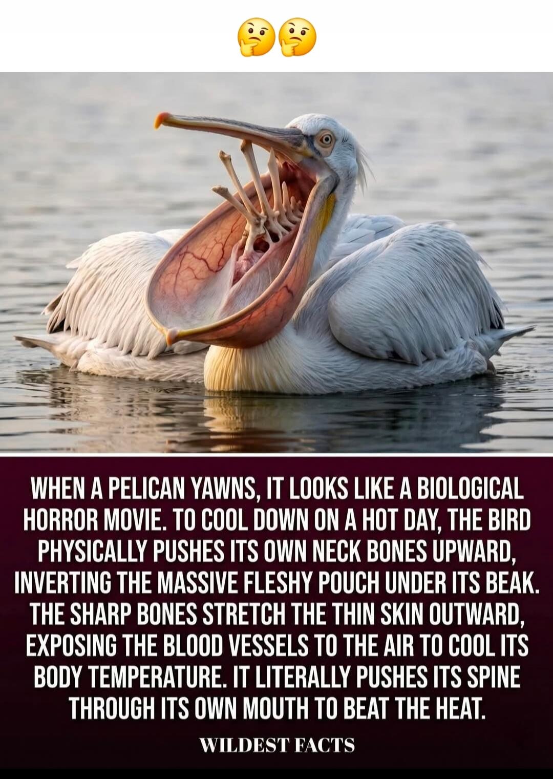 🤔🤔 WHEN A PELICAN YAWNS, IT LOOKS LIKE A BIOLOGICAL HORROR MOVIE. TO COOL DOWN ON A HOT DAY, THE BIRD PHYSICALLY PUSHES ITS OWN NECK BONES UPWARD, INVERTING THE MASSIVE FLESHY POUCH UNDER ITS BEAK. THE SHARP BONES STRETCH THE THIN SKIN OUTWARD, EXPOSING THE BLOOD VESSELS TO THE AIR TO COOL ITS BODY TEMPERATURE. IT LITERALLY PUSHES ITS SPINE THROUGH