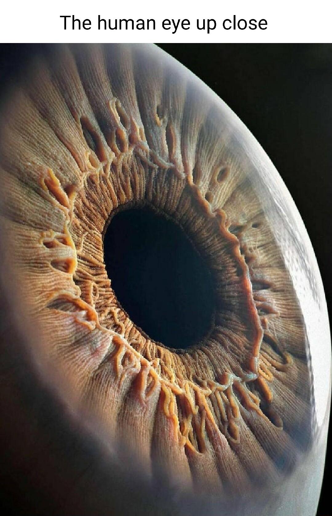 The human eye up close