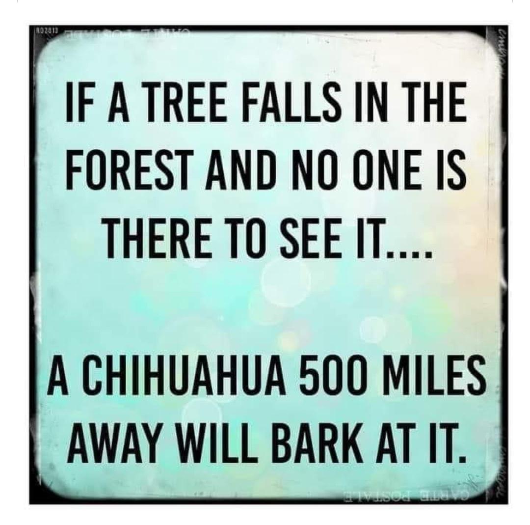 IF A TREE FALLS IN THE FOREST AND NO ONE IS THERE TO SEE IT A CHIHUAHUA 500 MILES _AWAY WILL BARK AT IT