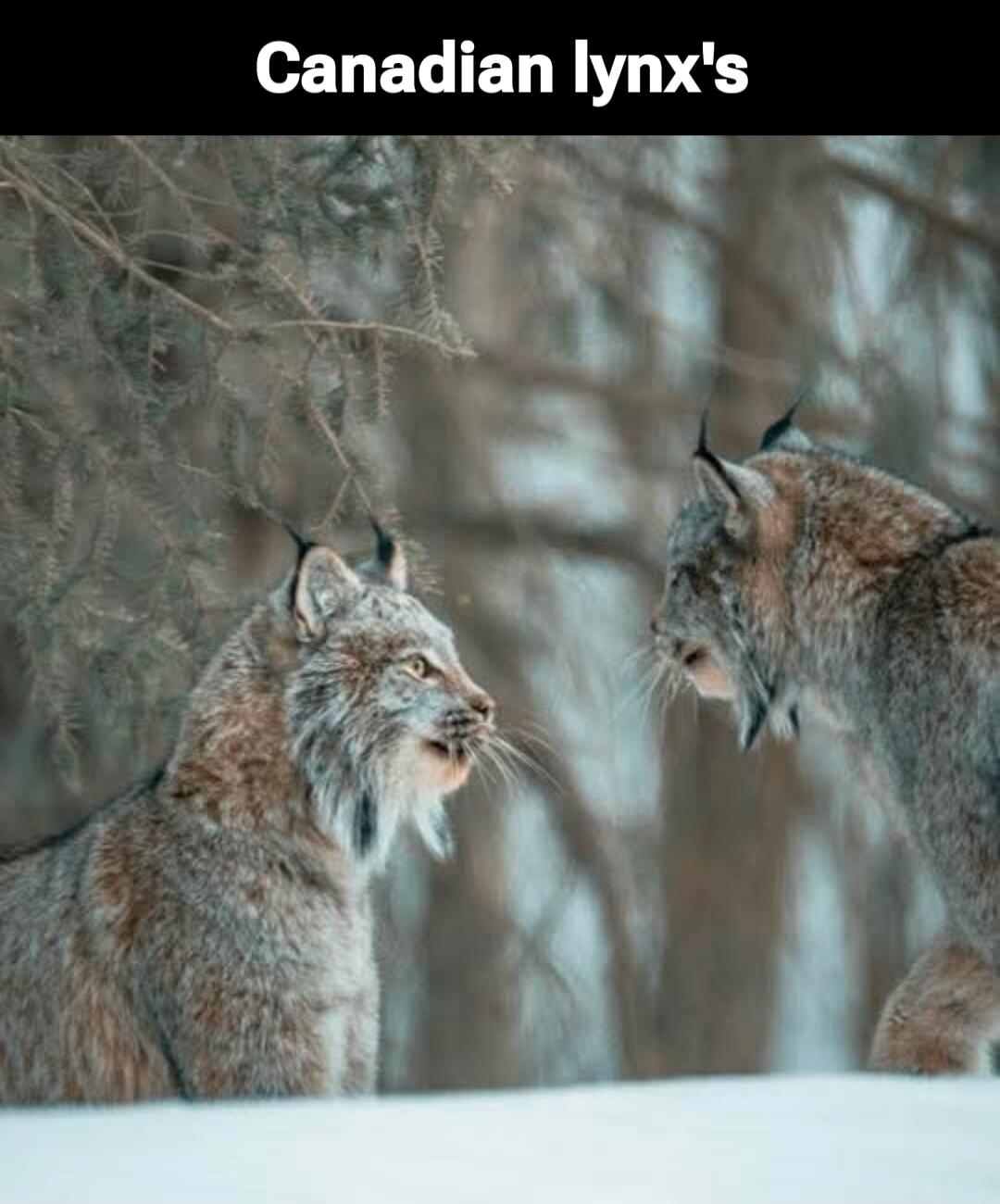 Canadian lynx's