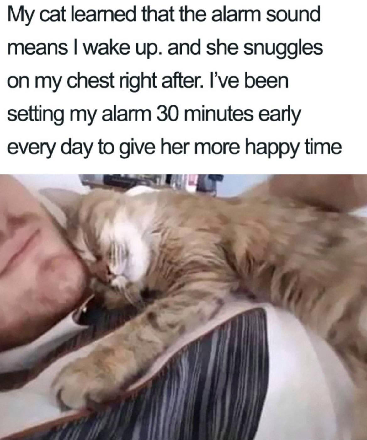 My cat leamed that the alarm sound means wake up and she snuggles on my chest right after Ive been setting my alarm 30 minutes early every day to give her more happy time