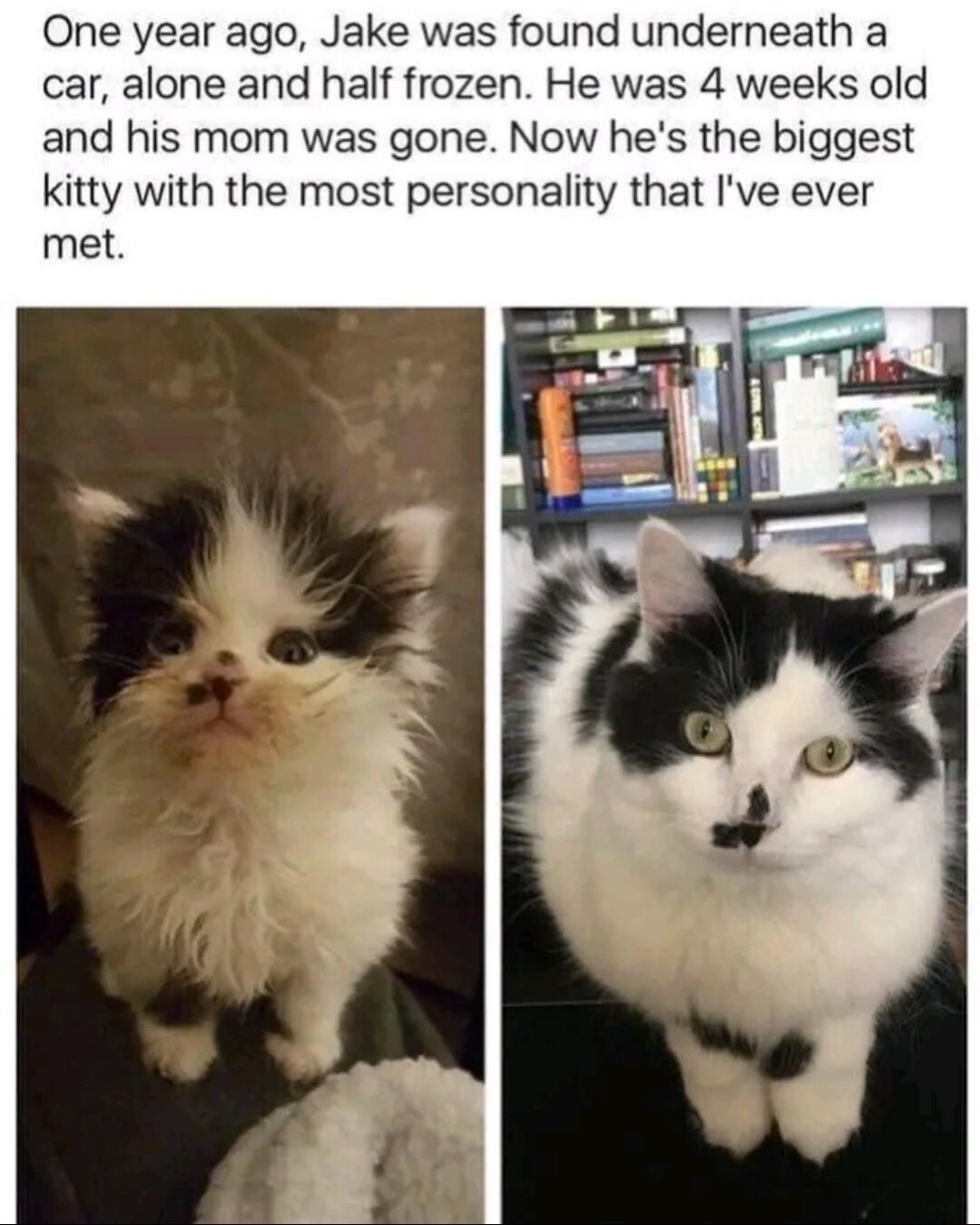 One year ago Jake was found underneath a car alone and half frozen He was 4 weeks old and his mom was gone Now hes the biggest kitty with the most personality that Ive ever met