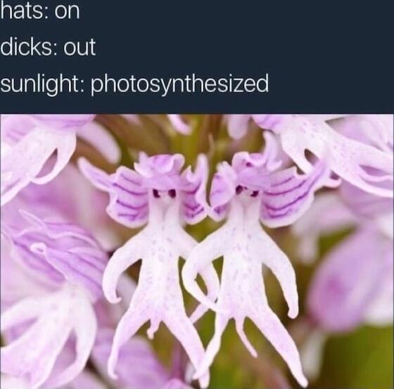 oe CHIOIN sunlight photosynthesized