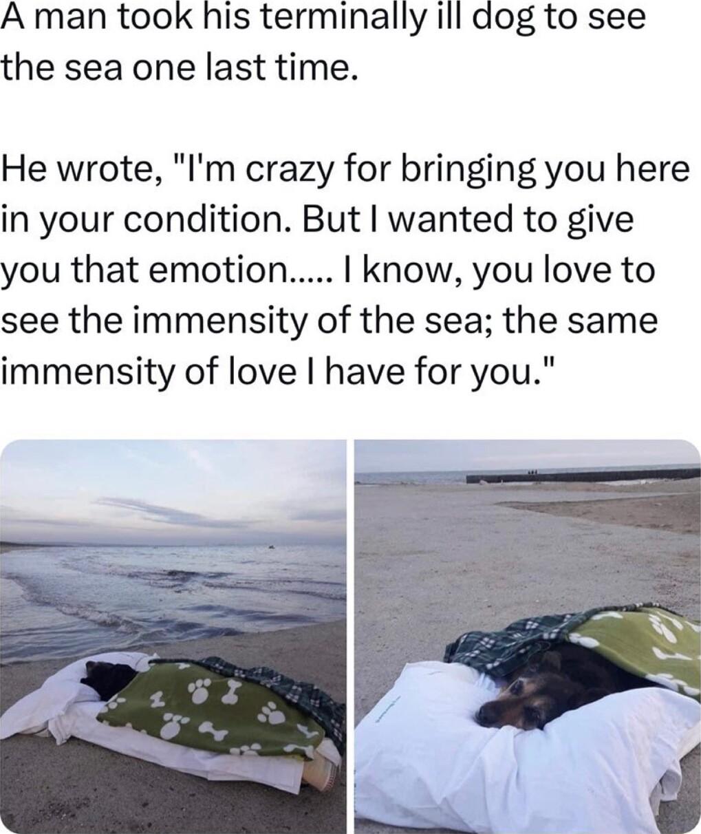 A man took his terminally ill dog to see the sea one last time He wrote Im crazy for bringing you here in your condition But wanted to give you that emotion know you love to see the immensity of the sea the same immensity of love have for you
