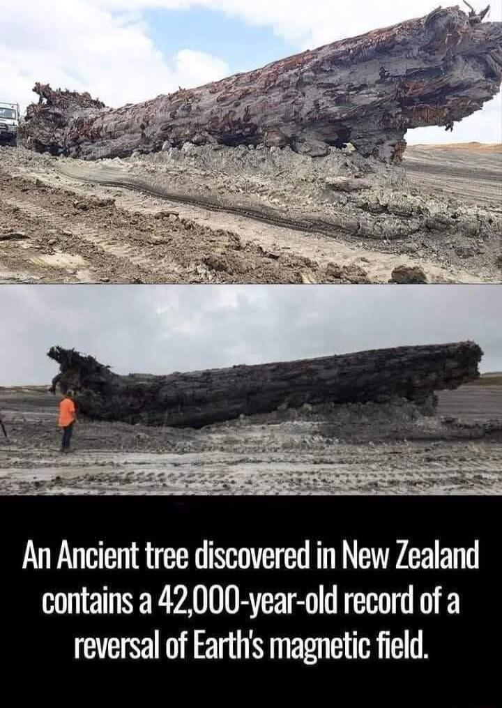 An Ancient tree discovered in New Zealand contains a 42000 year old record of a reversal of Earths magnetic field