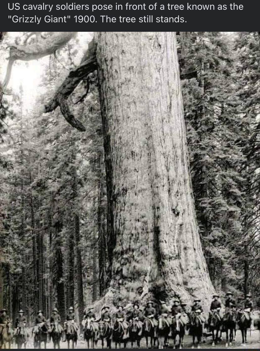 US cavalry soldiers pose in front of a tree known as the Grizzly Giant 1900 The tree still stands