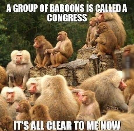 A GROUP OF BABOONS IS CALLED A CONGRESS