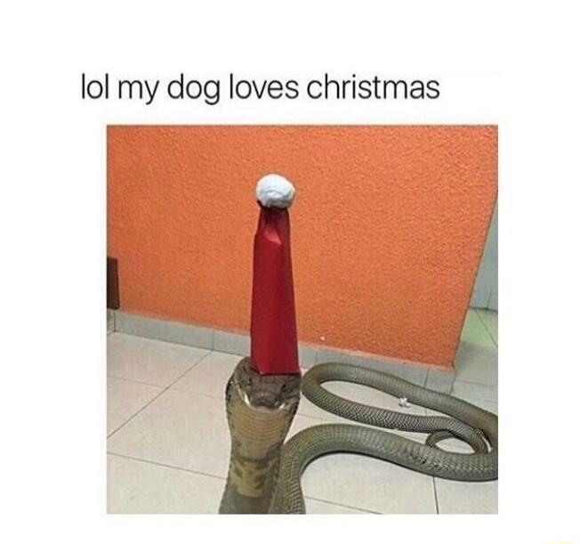 lol my dog loves christmas