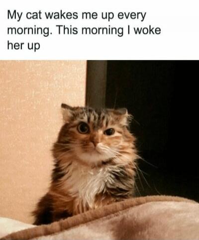 My cat wakes me up every morning. This morning I woke her up