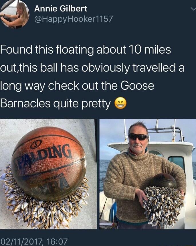 4 Annie Gilbert v dl HappyHooker1157 Found this floating about 10 miles outthis ball has obviously travelled a long way check out the Goose Barnacles quite pretty 02112017 1607