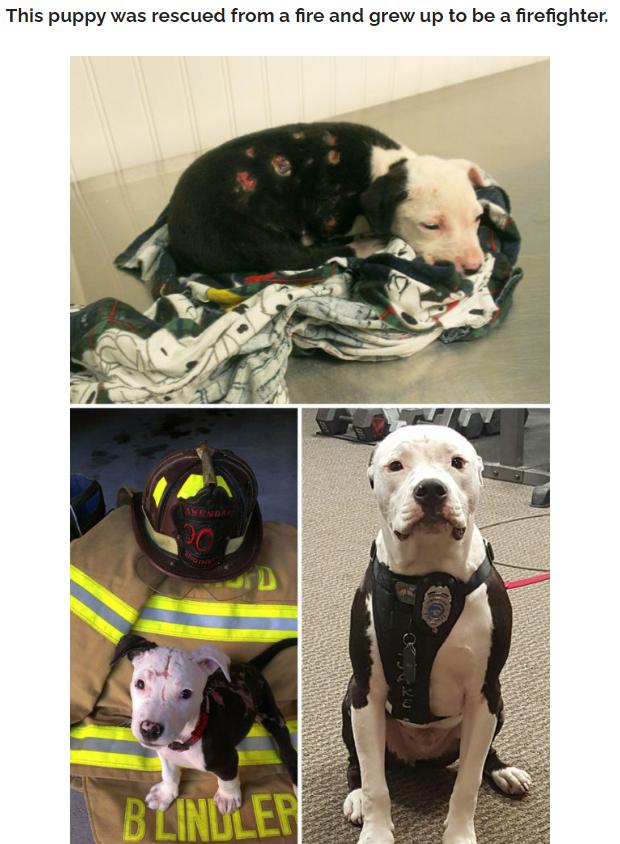 This puppy was rescued from a fire and grew up to be a firefighter