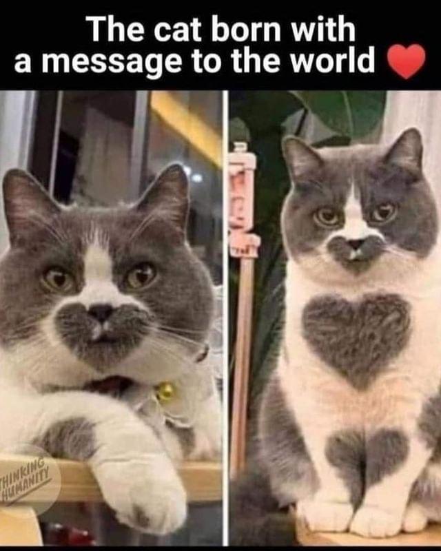 The cat born with ERNETET R R G ERT g o