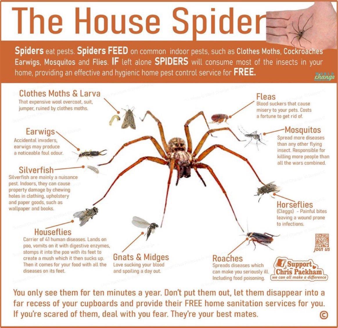 Spiders eat pests Spiders FEED on common indoor pests such as Clothes Moths Cockrosches Earwigs Mosquitos and Flies IF left alone SPIDERS will consume most of the insects in your home providing an effective and hygienic home pest control service for FREE Clothes Moths Larva Fleas That expensive wool overcoat suit Blood suckers that cause jumper ruined by clothes moths 5 misery to your pets Costs a