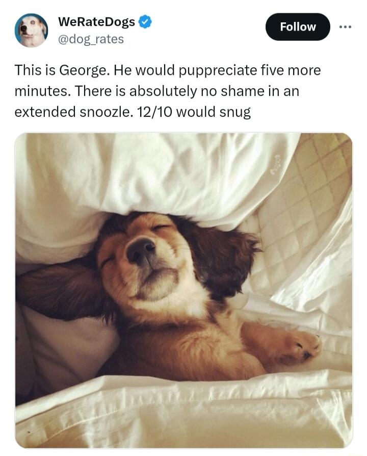 T WeRateDogs dog rates This is George He would puppreciate five more minutes There is absolutely no shame in an extended snoozle 1210 would snug A