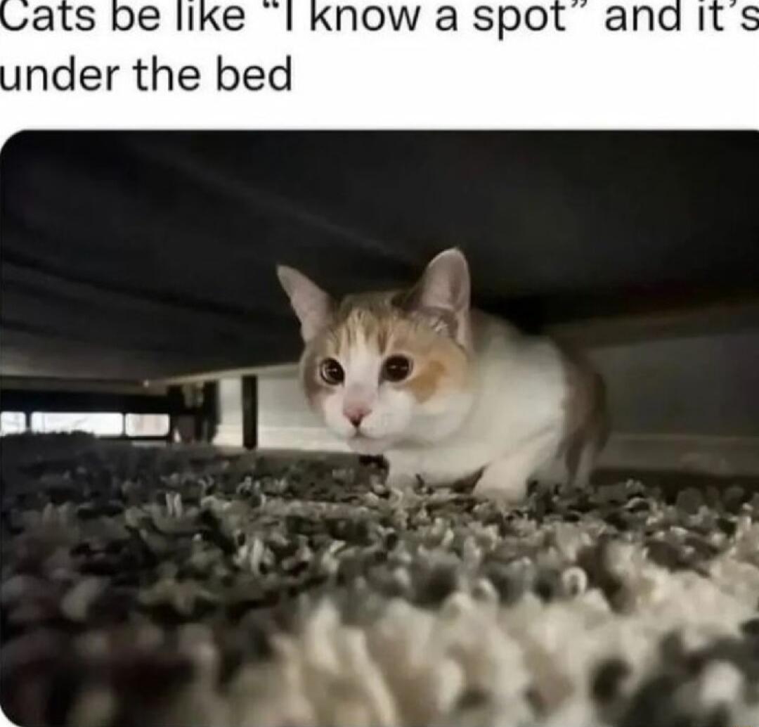 atls be like Know a spo nder the bed