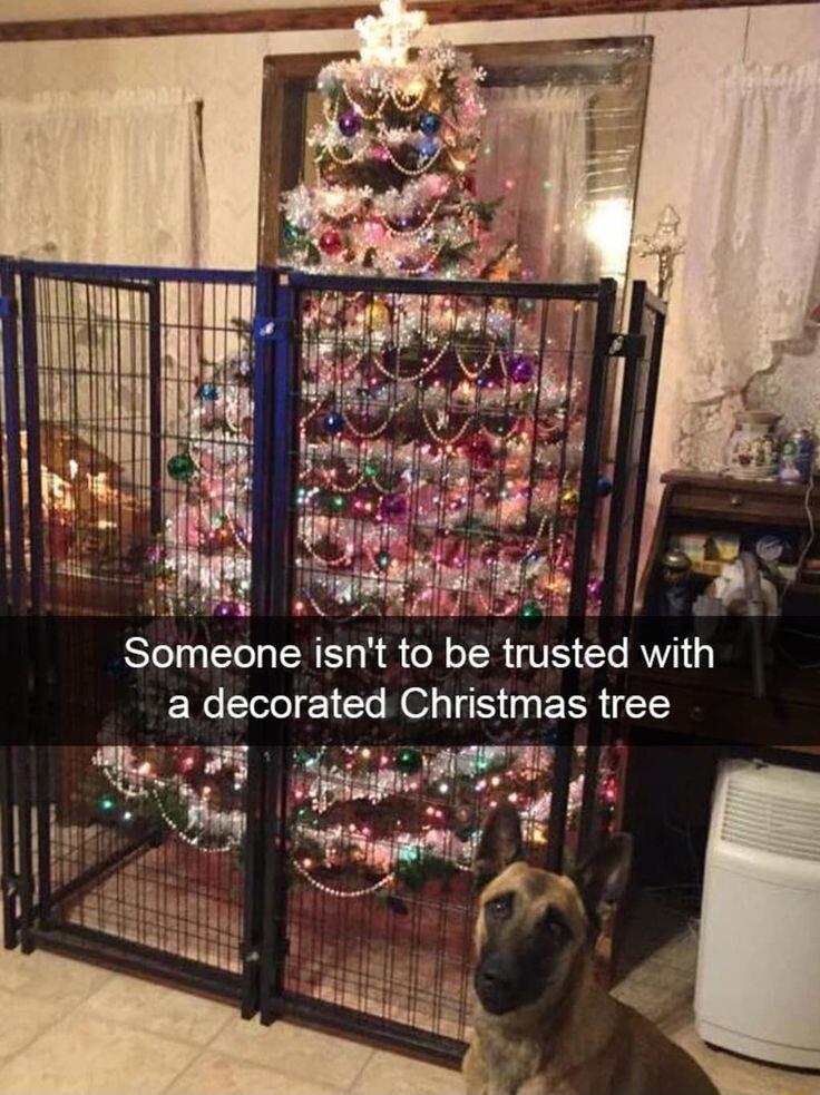 A A omeone isnt to be trusted with a decorated Christmas tree