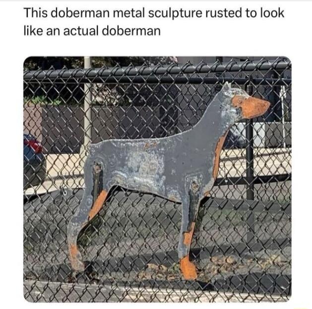 This doberman metal sculpture rusted to look like an actual doberman W