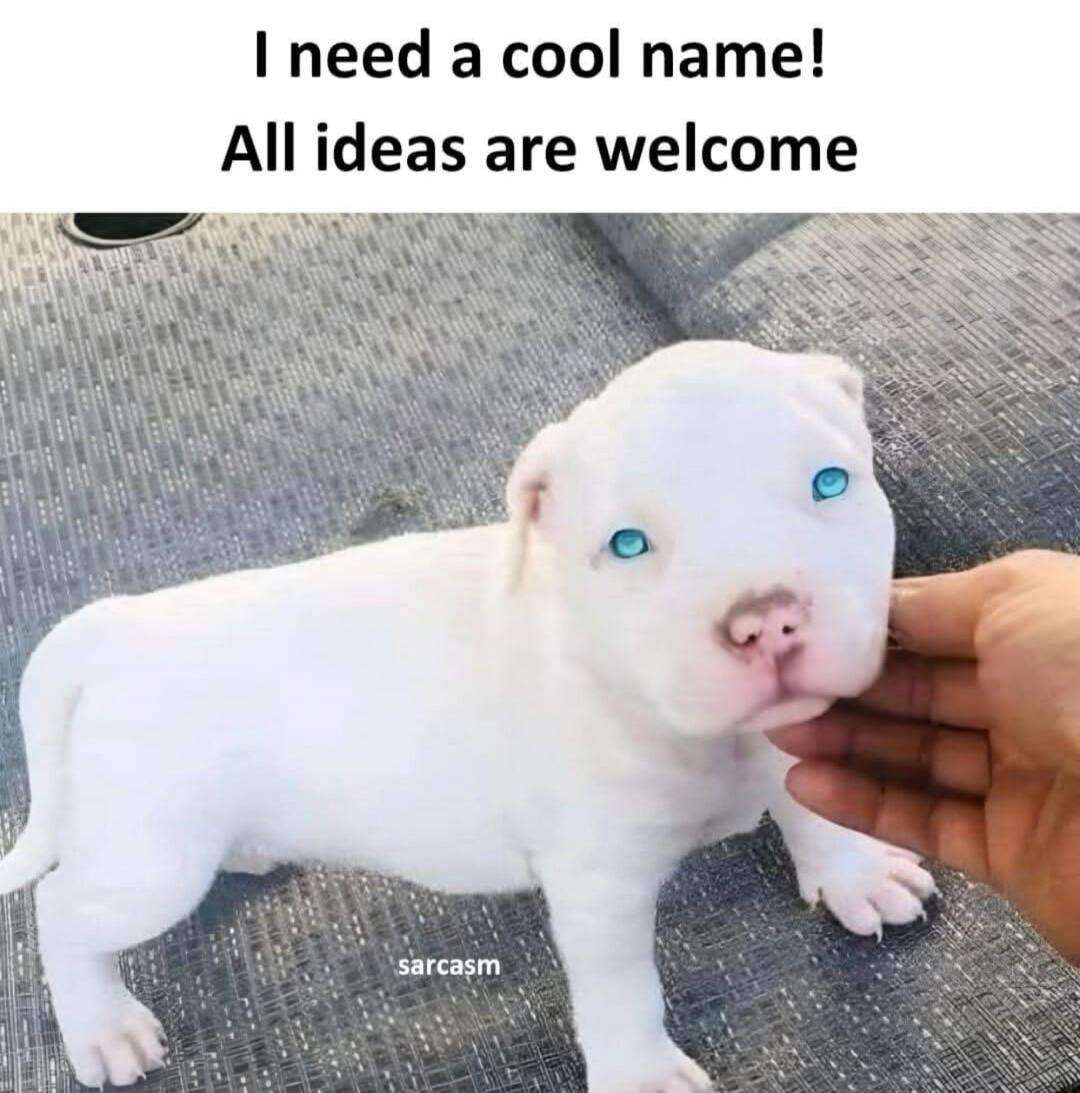 I need a cool name! All ideas are welcome sarcasm