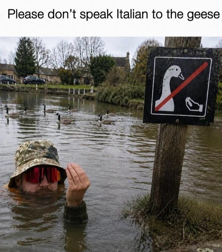 Please don't speak Italian to the geese